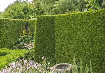 In Form geschnittene Hecke mit bepflanztem Beet und Rasenfläche